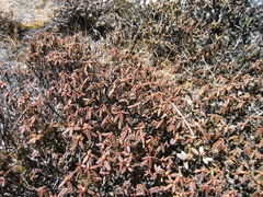 Rhododendron anthopogon