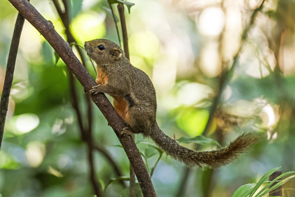 Ear-Spot Squirrel