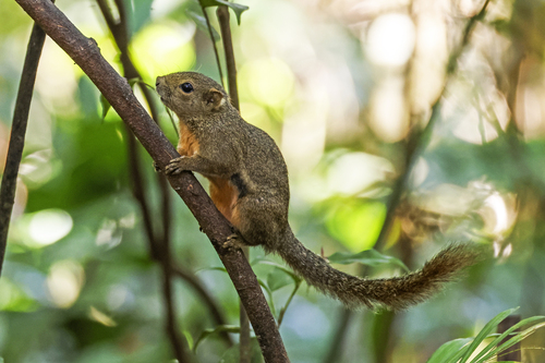 Ear-spot Squirrel (Callosciurus adamsi) — Near Threatened Mammalia