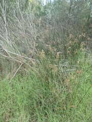 Juncus roemerianus