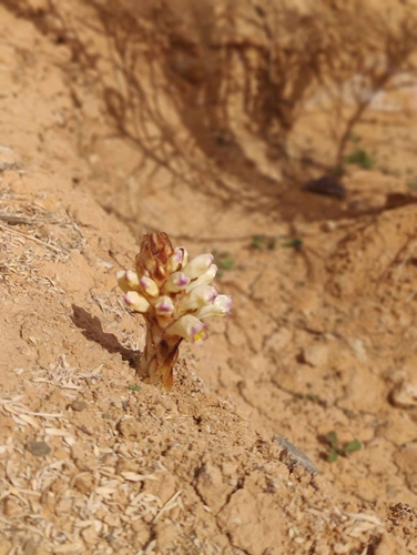 Cistanche violacea