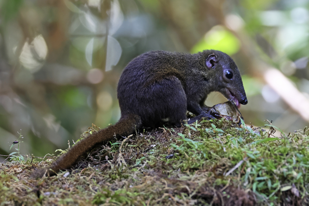Mountain Treeshrew