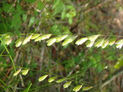 Melica mutica