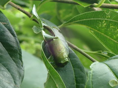 Agomadaranus pardaloides