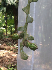 Selenicereus anthonyanus