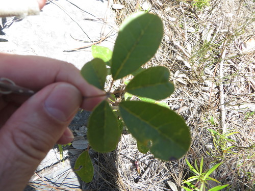 Image of Tabebuia bahamensis by (c) Ben Machado, some rights reserved (CC BY)