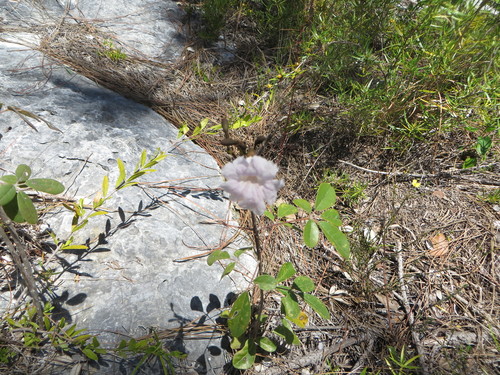 Image of Tabebuia bahamensis by (c) Ben Machado, some rights reserved (CC BY)