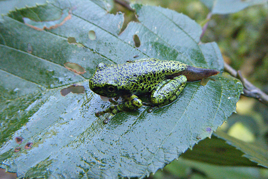 Puebla Tree Frog