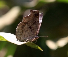 Laringa horsfieldii glaucescens