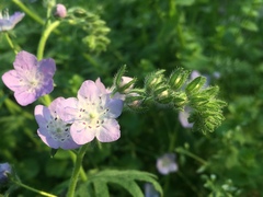 Phacelia hirsuta