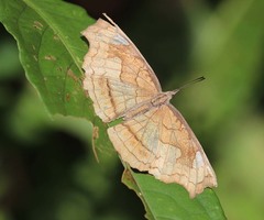 Laringa horsfieldii glaucescens