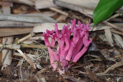 Clavaria schaefferi