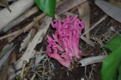 Clavaria schaefferi