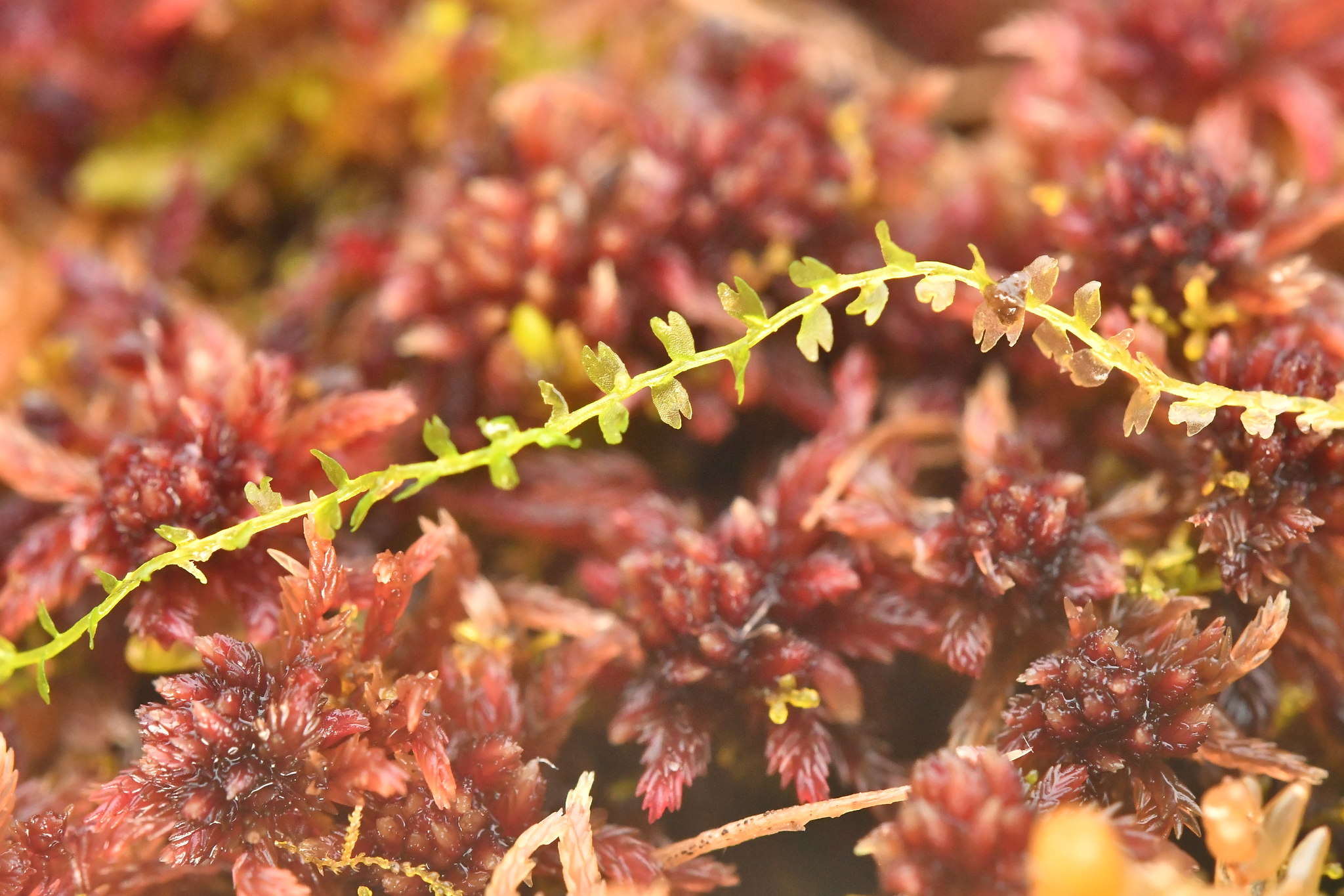 Odontoschisma fluitans