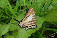 Graphium aristeus