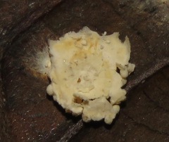 Moelleriella
