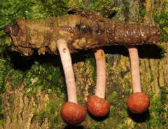 Paraisaria amazonica