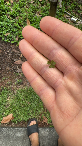 Oxalis corniculata observed 2024-02-28