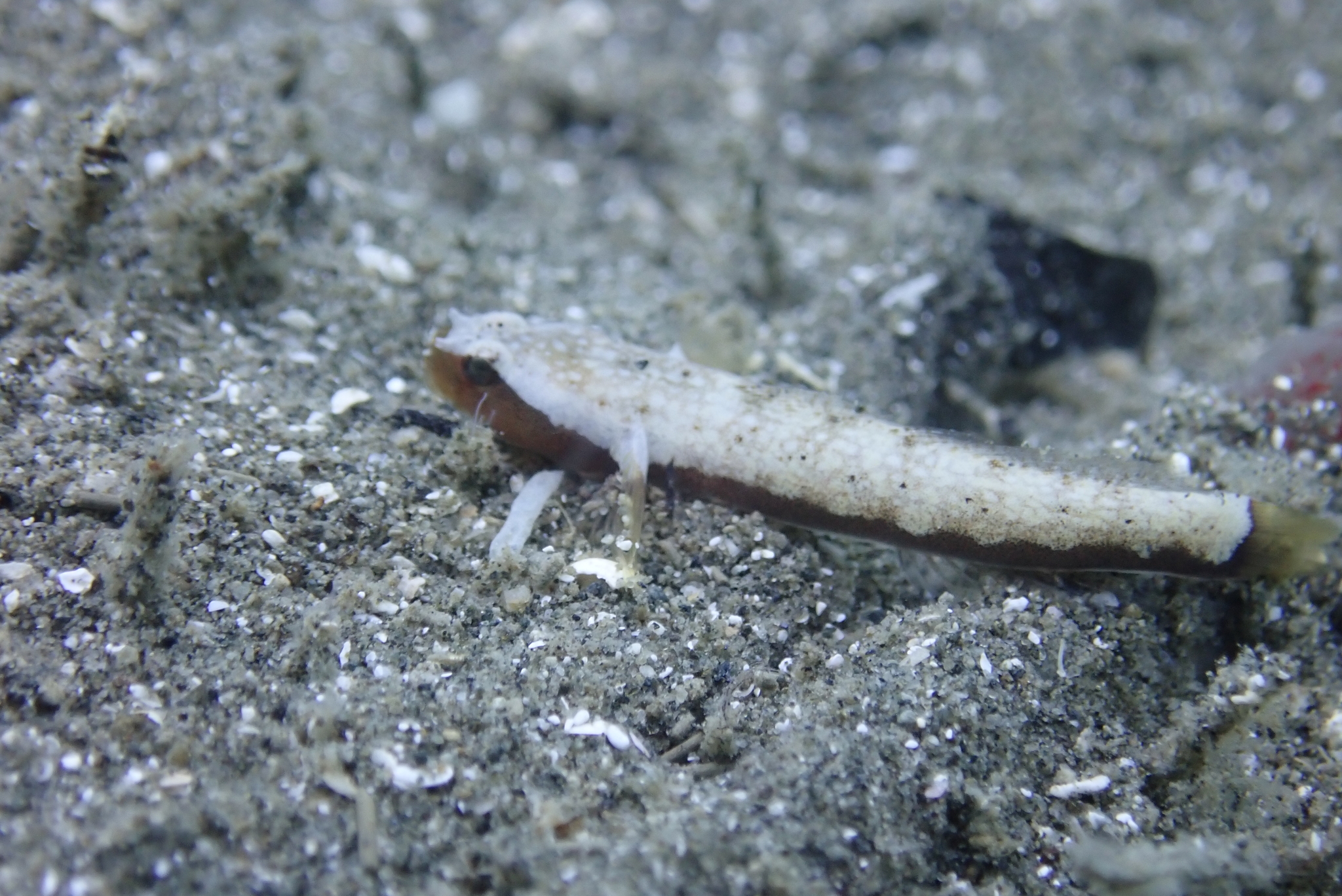 Crescent Goby photo 3