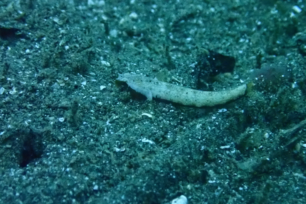 Crescent Goby