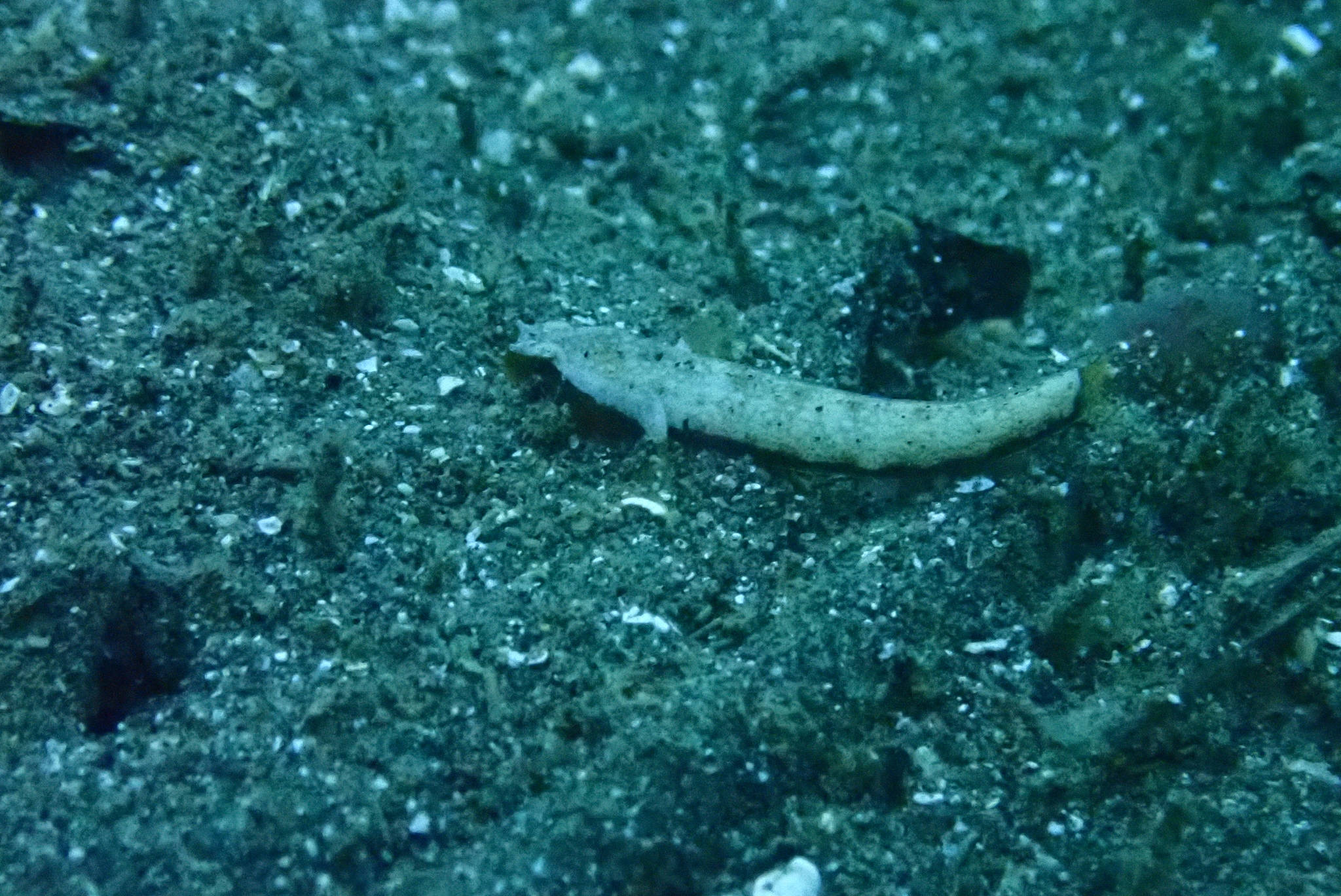 Crescent Goby photo 5