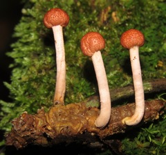 Paraisaria amazonica