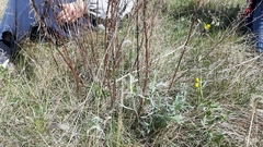 Artemisia longifolia