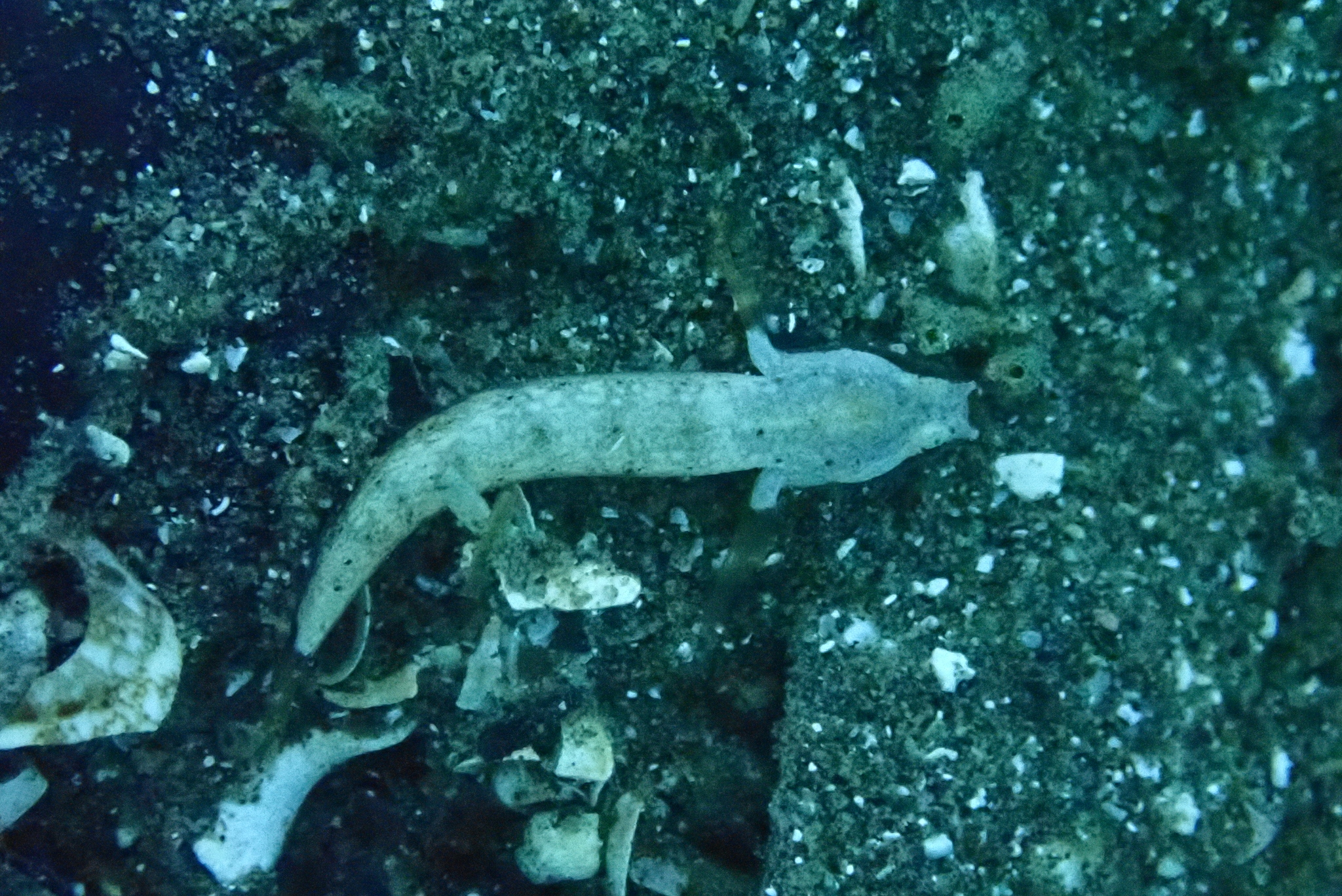 Crescent Goby photo 4