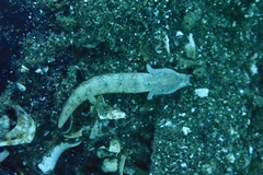 Crescent Goby photo 2