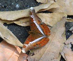 Lebadea martha martha