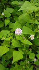 Persicaria runcinata