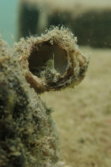 Sailfin Signal Blenny photo 2