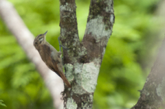Slender-Billed Xenops photo 5