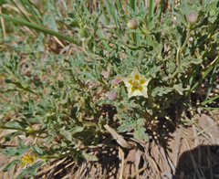 Chamaesaracha sordida