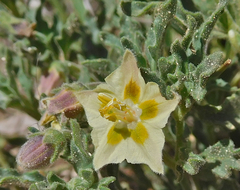 Chamaesaracha sordida