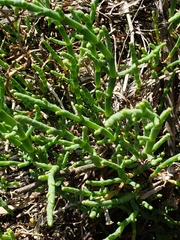 Arthroceras subterminale