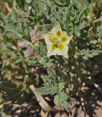 Chamaesaracha sordida