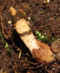 Xylophallus xylogenus