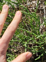 Arthroceras subterminale