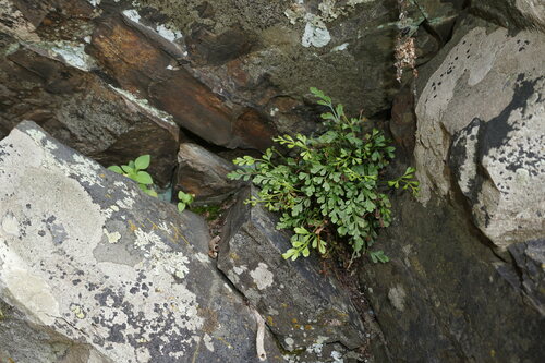 Asplenium souchei observed 2023-04-17