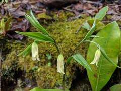 Uvularia puberula
