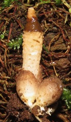 Xylophallus xylogenus