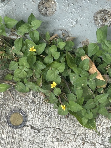 Calyptocarpus vialis iNat (2)