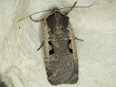 Parabagrotis exsertistigma