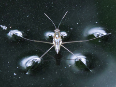 Limnogonus