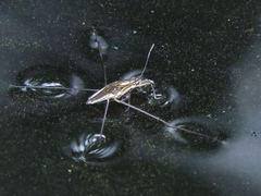 Limnogonus