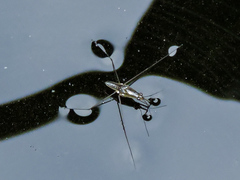 Limnogonus