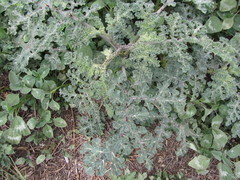 Solanum fructu-tecto