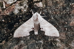 Marumba dyras