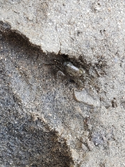 Pachygrapsus